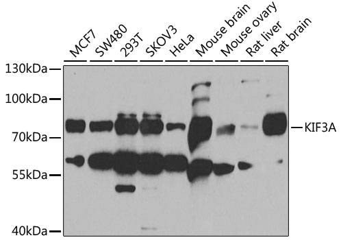 KIF3A Antibody