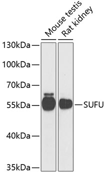 SUFU Antibody