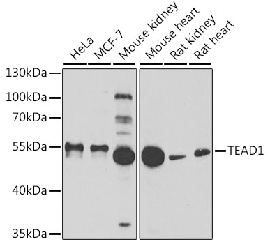 TEAD1 Antibody