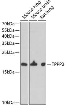 TPPP3 Antibody