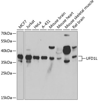UFD1L Antibody