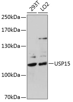 USP15 Antibody