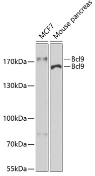 Bcl9 Antibody