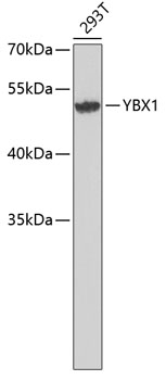 YBX1 Antibody