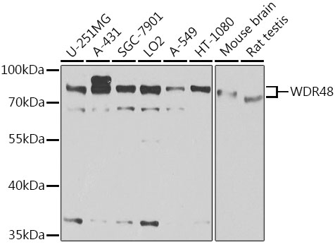 WDR48 Antibody
