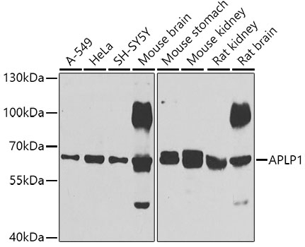 APLP1 Antibody