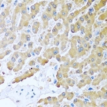 CCL8 Antibody