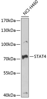 STAT4 Antibody