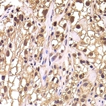 TCEB3 Antibody