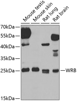 WRB Antibody