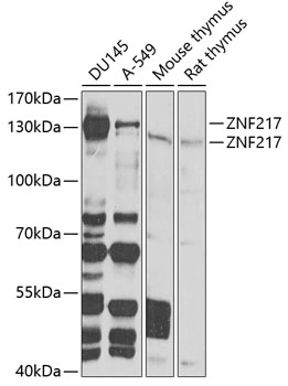 ZNF217 Antibody