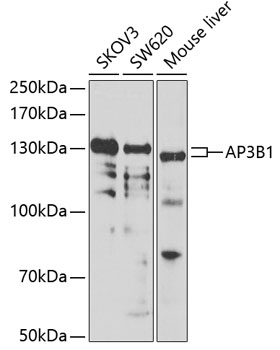 AP3B1 Antibody