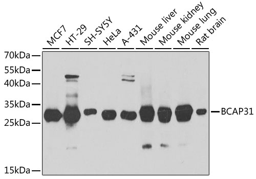 BCAP31 Antibody