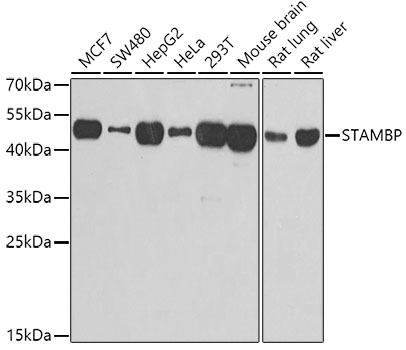 STAMBP Antibody