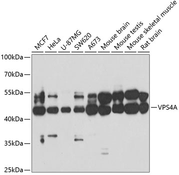 VPS4A Antibody