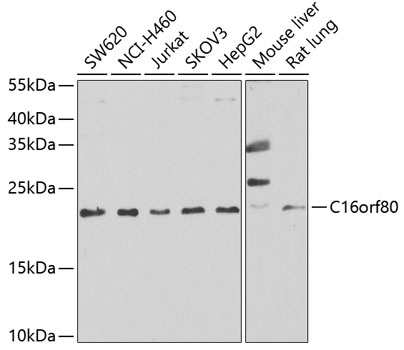 C16orf80 Antibody