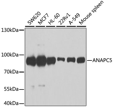 ANAPC5 Antibody