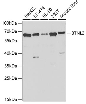 BTNL2 Antibody