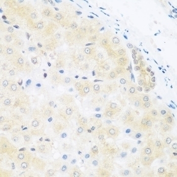 BRD9 Antibody