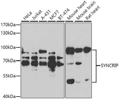SYNCRIP Antibody