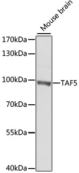 TAF5 Antibody