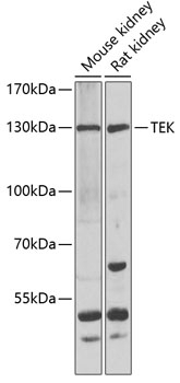 TEK Antibody