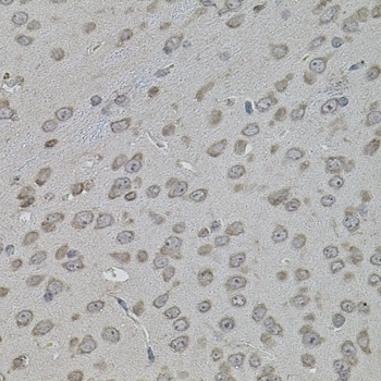 ATF4 Antibody