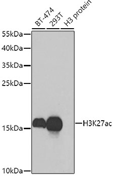 Acetyl-Histone H3-K27 pAb