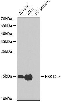 Acetyl-Histone H3-K14 pAb