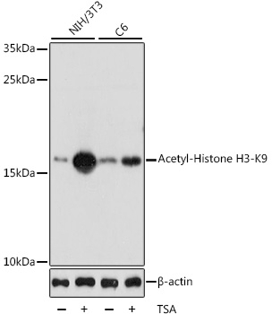 Acetyl-Histone H3-K9 pAb
