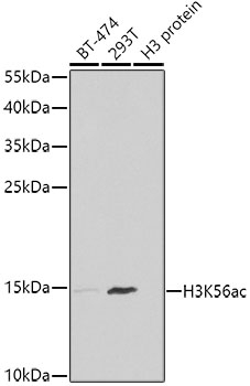 Acetyl-Histone H3-K56 pAb