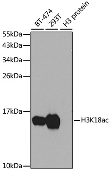 Acetyl-Histone H3-K18 pAb