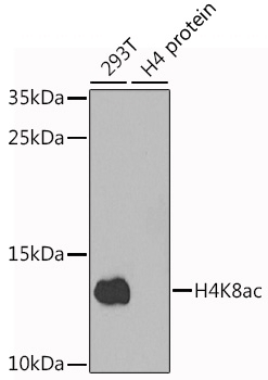 Acetyl-Histone H4-K8 pAb