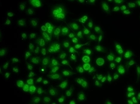 ATOH7 Antibody