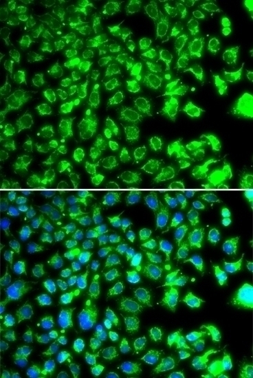 C10orf32 Antibody