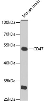 CD47 Antibody