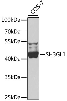 SH3GL1 Antibody