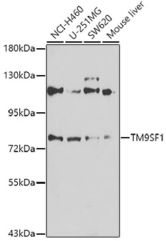 TM9SF1 Antibody