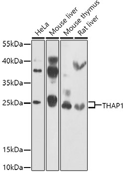 THAP1 Antibody