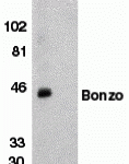 Western blot analysis of Bonzo in human spleen tissue lysate in the absence (lane A) or presence (lane B) of peptide (2209P) with Bonzo antibody (NT2) at 1:500 dilution.