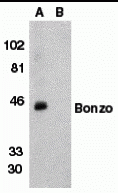 Bonzo Peptide