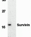 Western blot analysis of survivin in MOLT4 cell lysate in the absence (A) or presence (B) of blocking peptide (2235P) with Survivin antibody at 1 μg/mL.