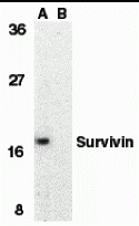 Survivin Peptide