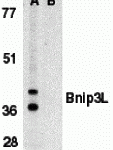 Western blot analysis of Bnip3L in K562 whole cell lysate in the absence (A), or presence (B) of immunogenic peptide (2289P) with Bnip3L antibody (IN) at 1 μg/mL.
