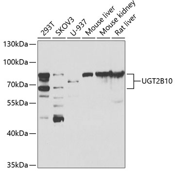UGT2B10 Antibody