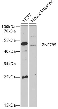 ZNF785 Antibody