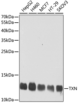 TXN Antibody
