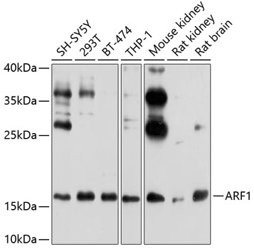 ARF1 Antibody