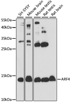 ARF4 Antibody