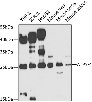 ATP5F1 Antibody